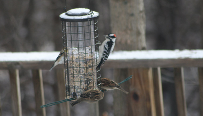 Unsere Vogelschar … und andere